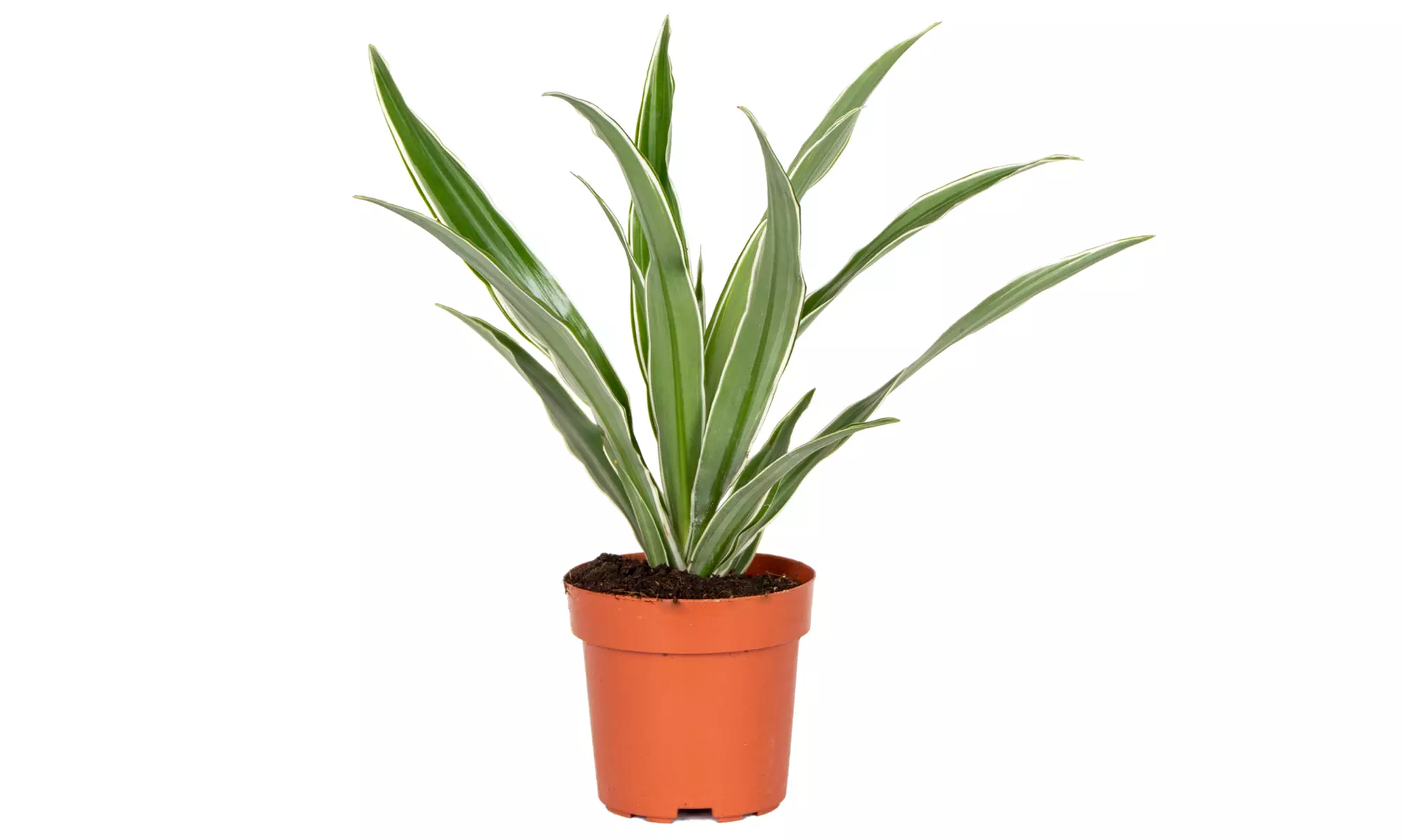 Lot de 4 plantes d'intérieur dracaena comprenant les variétés "Wahnecki", "Marginata", "Lemon Lime" et "Bicolor" - Image 7