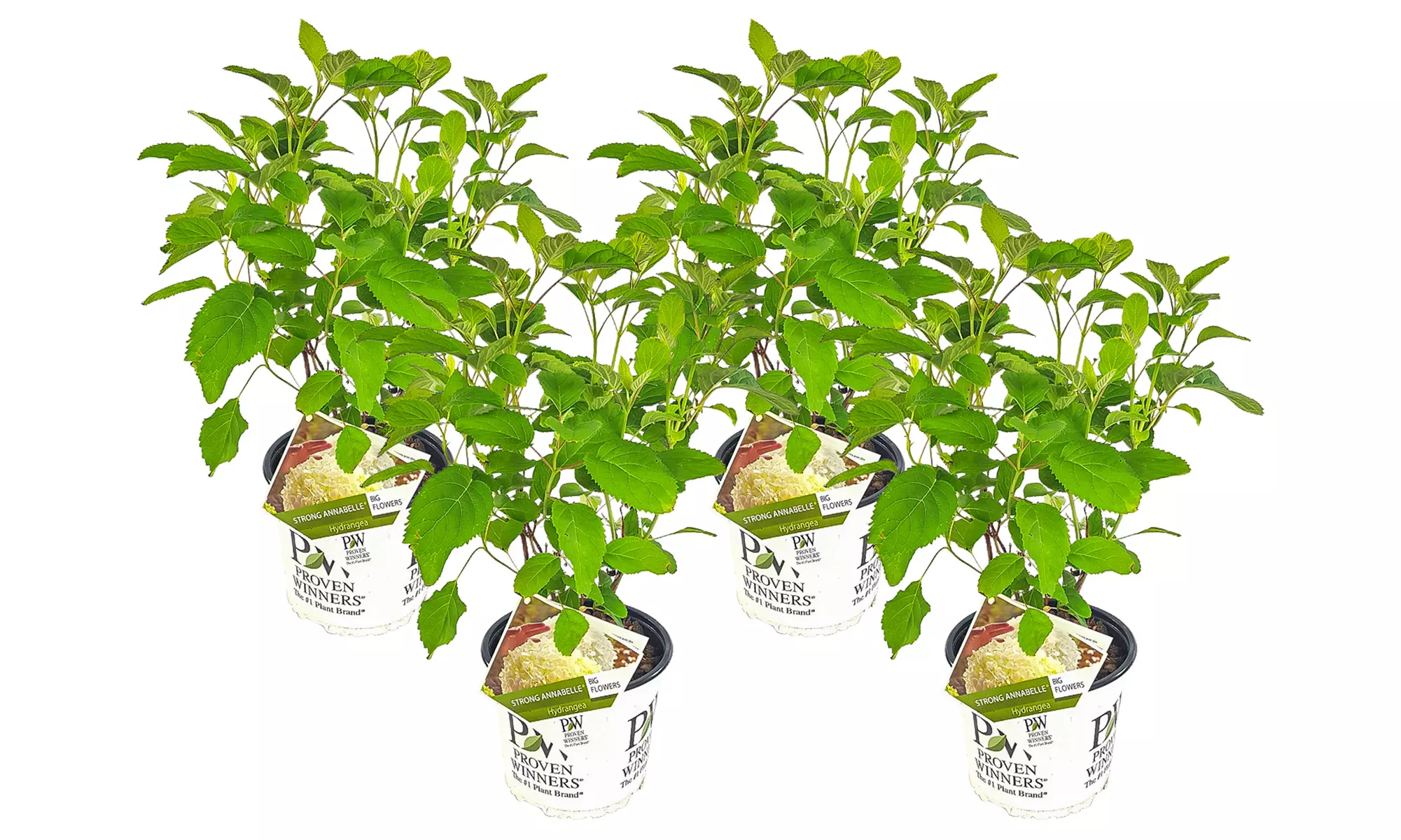 1, 2 o 4 hortensias "Strong Annabelle"