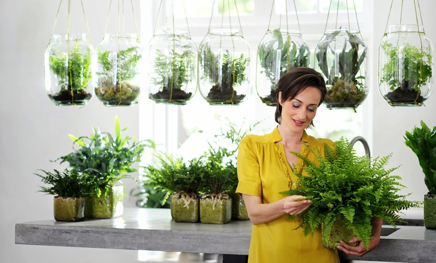 Image 1: Mix of Four Air-Purifying Ferns