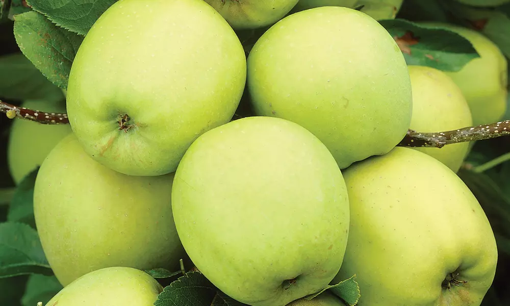 Dwarf Patio Fruit Tree Collection - 3 or 5 Potted Plants