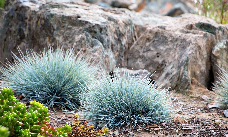 Image 4: Lot Festuca Glauca ‘Blue’ en pot