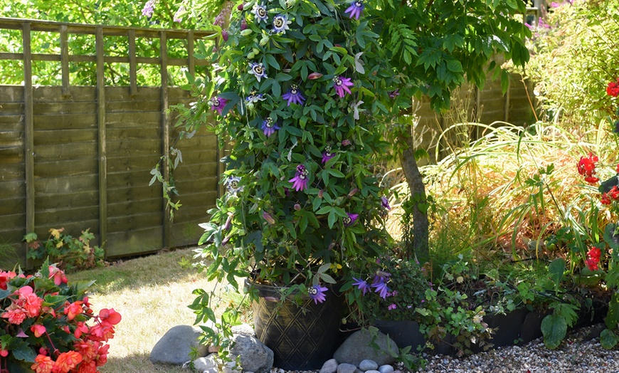 Image 8: Passion Flower Collection 3 Varieties - 1 or 3 Potted Plants
