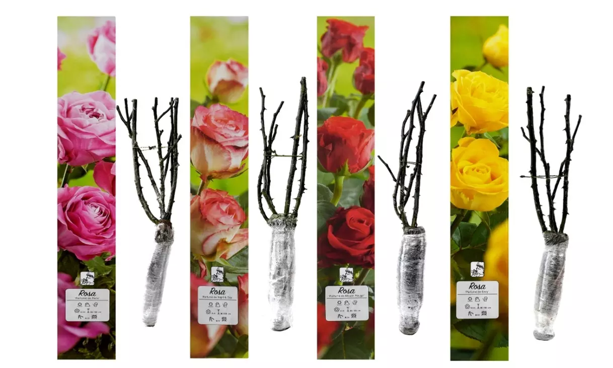 Ensembles de 4 roses de jardin parfumées à grandes fleurs