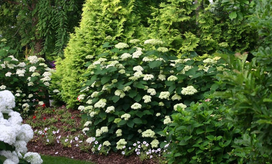 Image 1: Hydrangea Lime Rickey Potted Plant (3-Litre Pot)