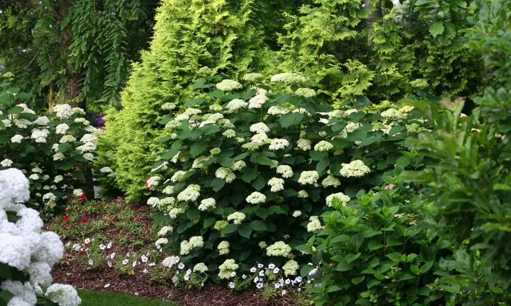 Hydrangea Lime Rickey Potted Plant (3-Litre Pot) - Primary Image