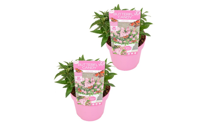 Image 4: Set van 2 kleine Buddleja vlinderstruiken 