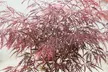1x oder 2x Dunkelroter Schlitzahorn (Acer palmatum) 'Garnet' - Second Medium