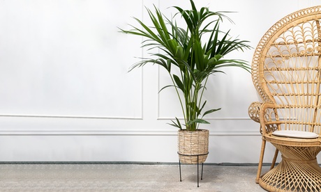 Palma Kentia OH2 disponibile in 2 misure