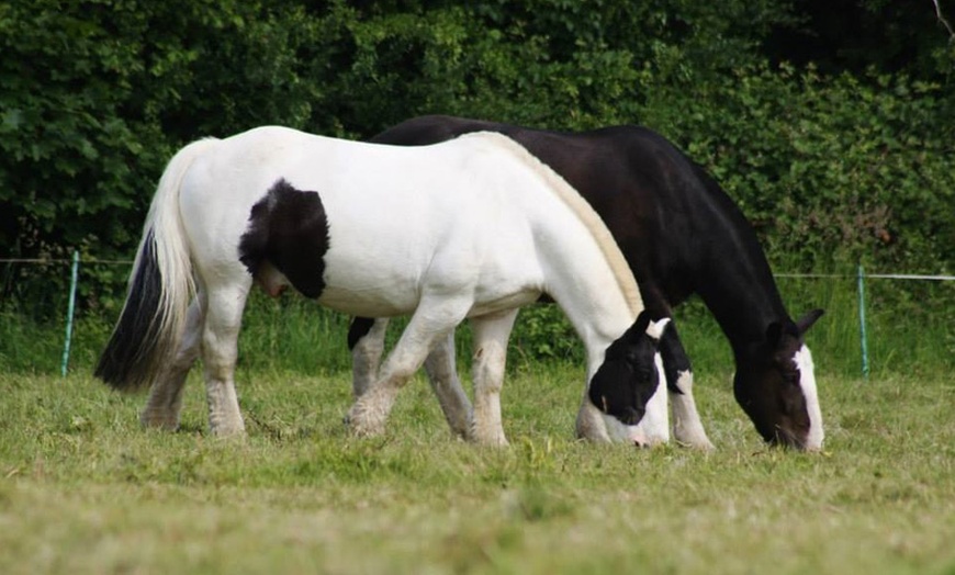 Image 9: Individual or Group Horse Riding