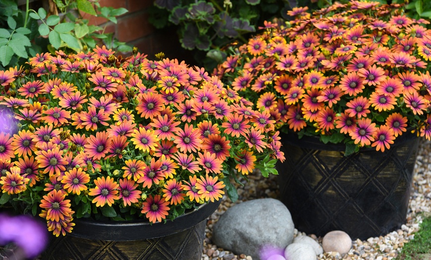 Image 6: One, Three or Six Osteospermum 'Purple Sun' Plants