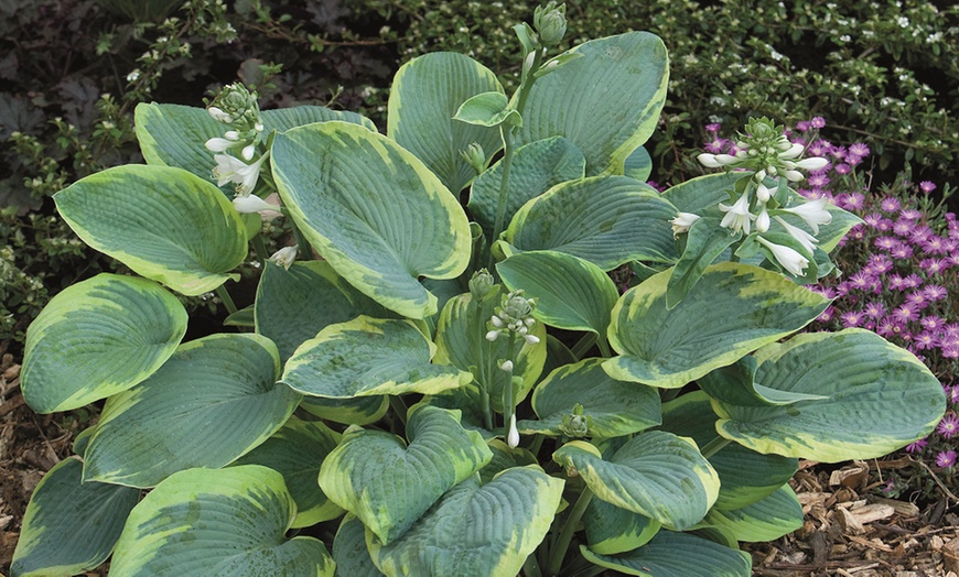 Image 1: Up to Six Hosta Giant Leaved Mix Bare Roots