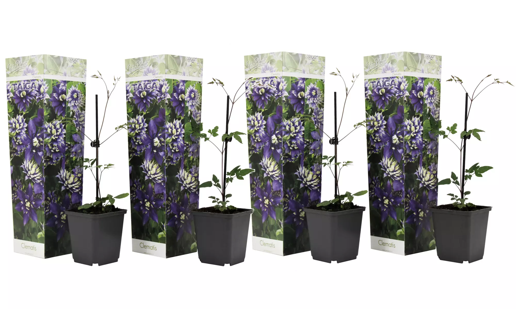 Uno o dos juegos de 2 Clematis Taiga - Second Medium