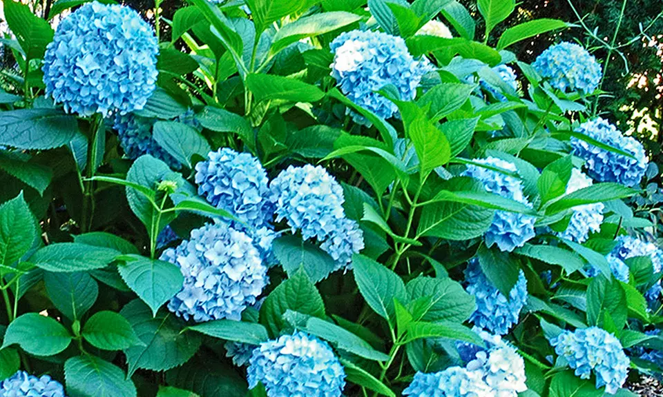 Forever and Ever Blue Heaven Hydrangea (Bareroot)  - Primary Image