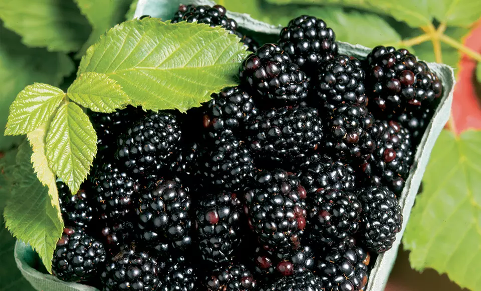 Chester Thornless Blackberry Plants - Primary Image