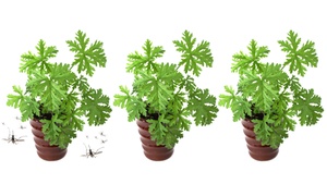 Mosquito-Repellent Geranium