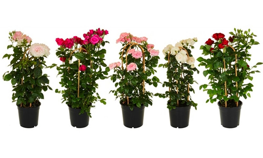 Image 5: 3-Litre Potted Climbing Roses