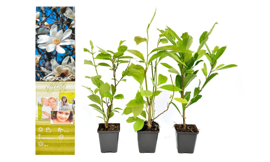 Image 10: Lot de 3 ou 6 plants de magnolia