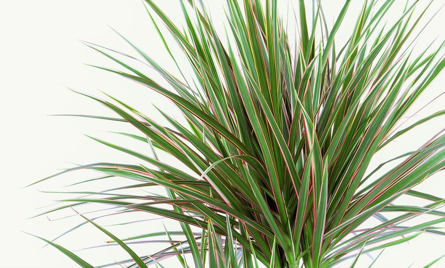 Image 6: Two or Four Dracaena Marginata Potted Plants