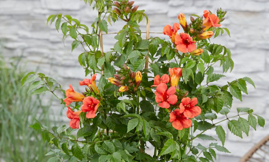 Image 2: One or Two Campsis Trumpet Fire Plants