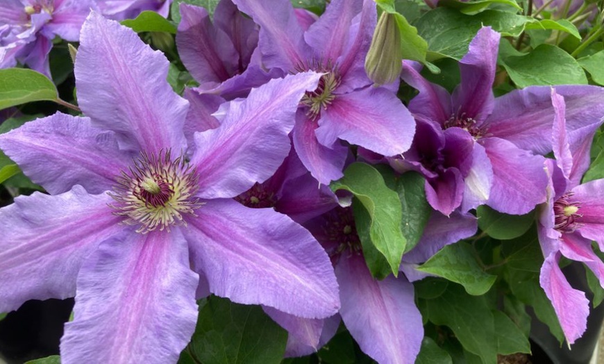 Image 1: Clematis ‘Tumaini’ - Buy 1 or 2 Potted Plants