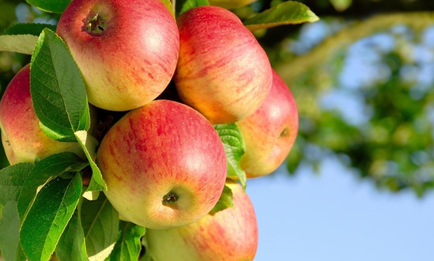 Image 2: Lots de 4 arbres fruitiers