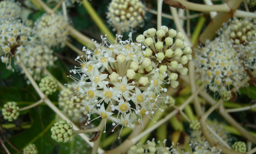 Image 2: Evergreen Fatsia Shrub - 1, 2 or 3 Potted Plants
