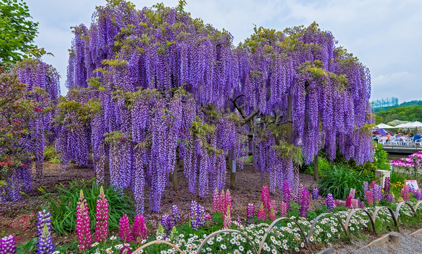 Image 5: 3 ou 6 plantes de glycine