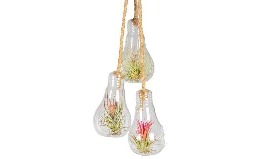 Image 4: 3 Air Plants in Glass Container