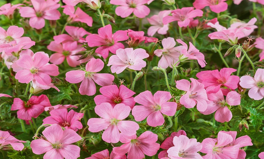 Image 1: Geranium Rose Clair - 1, 3 or 5 Potted Plants
