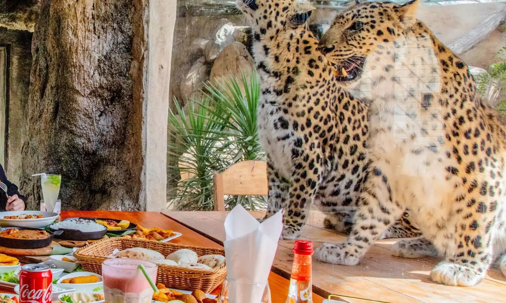 Dive Into Fun: Zoo Entrance with Activity and AED 50/100/200 Voucher