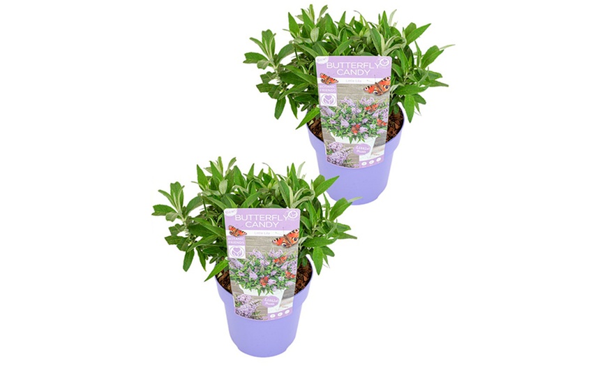 Image 3: Lot de 2 buddleias Rootz