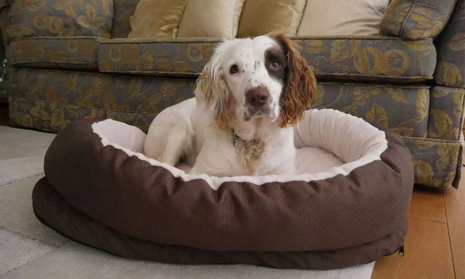 Mittelgroßes oder großes Hundebett in Braun - Primary Image