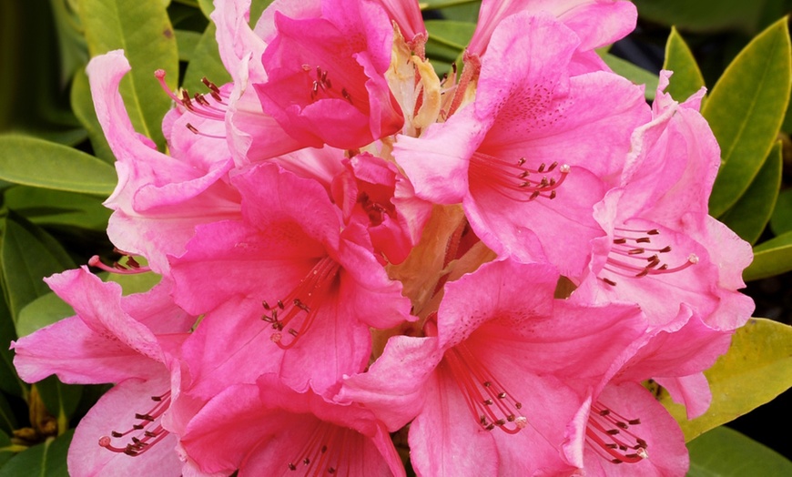 Image 4: Rhododendron Dwarf Collection