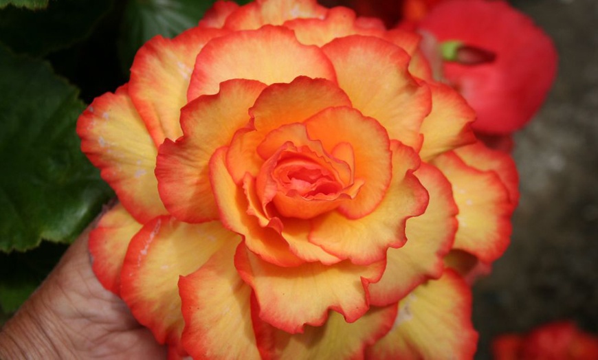 Image 7: Begonia Non Stop Mixed Berries Cream Apricot Shades Cascading Fireball