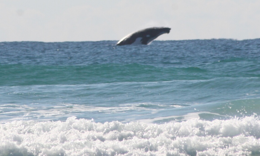 Image 5: 2.5-Hour Aussie Surf Lesson Package