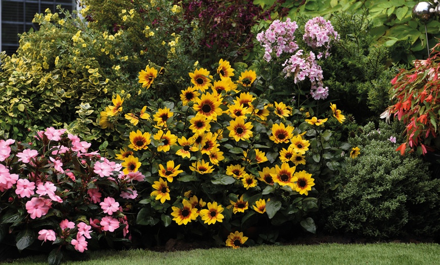 Image 3: One, Two or Three Helianthus Sunflower SunBelievable Plants