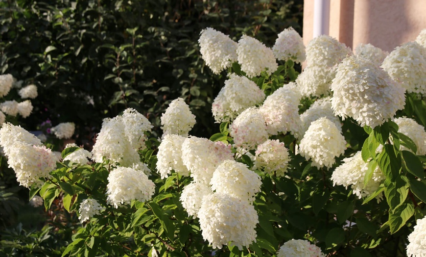 Image 2: Set van 4 of 8 XXL hortensia planten