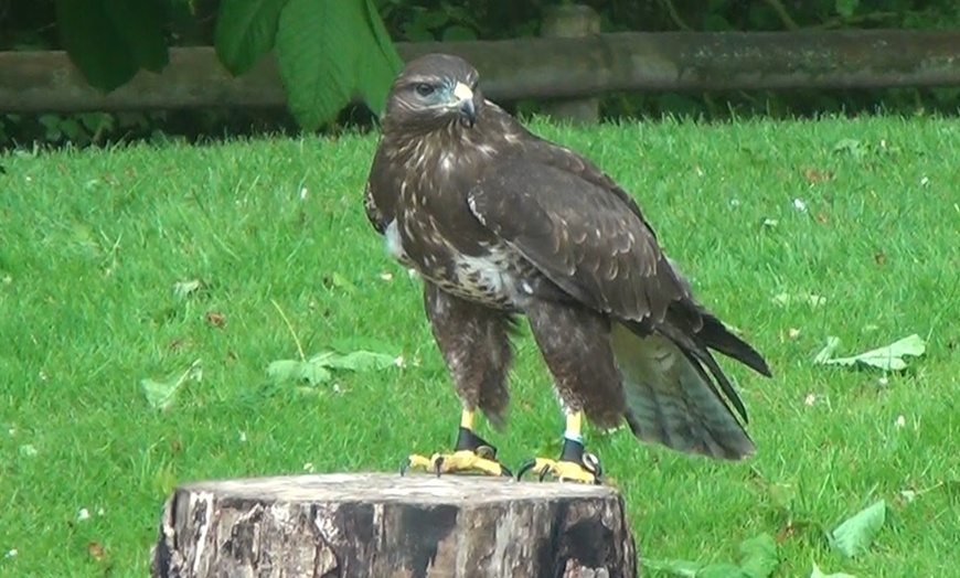 Image 2: Birds of Prey Experience at Hawksflight Falconry
