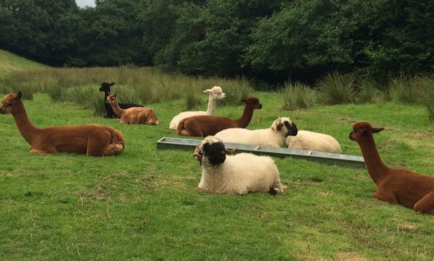 Image 4: Alpaca Experience for Two