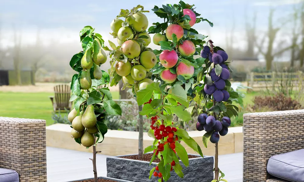 Mini Orchard Fruit Collection - Three Plants - Primary Image