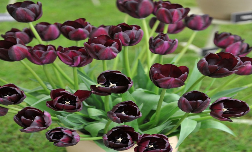 Image 3: Tulip Cafe Noir - Up to 30 Spring Bulbs
