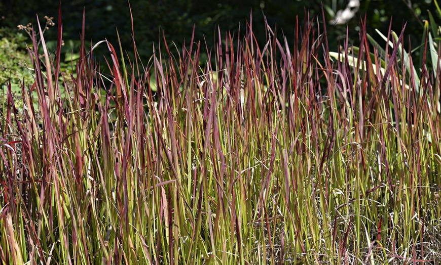 Image 2: Japanese Blood Grass 9cm
