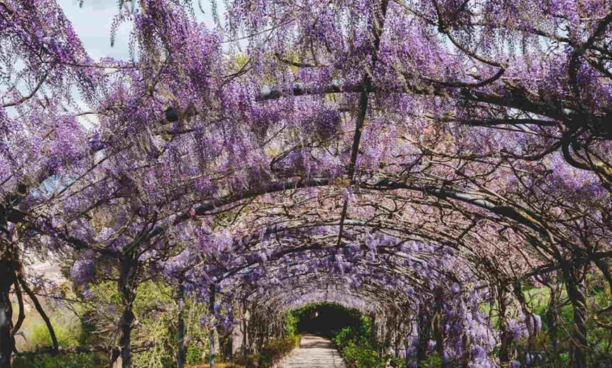 Image 2: Lot de 3 ou 6 plants de glycine Wisteria