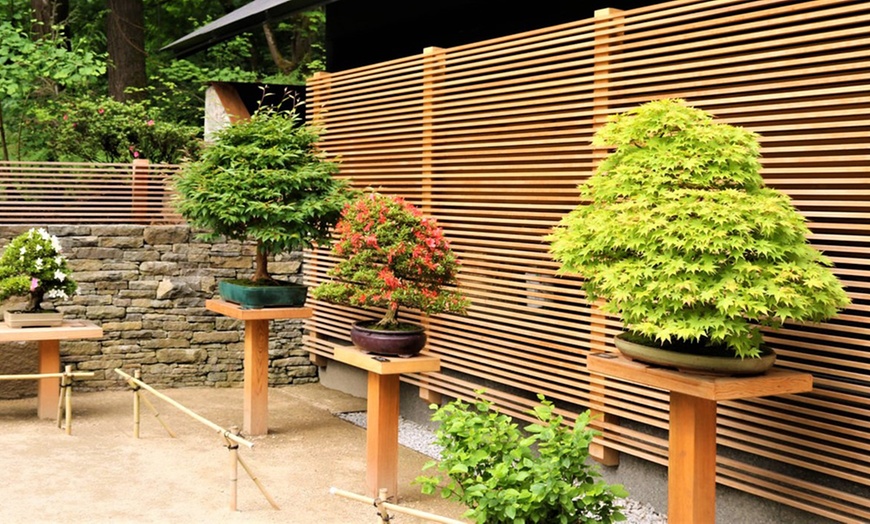 Image 4: Outdoor Bonsai Trees