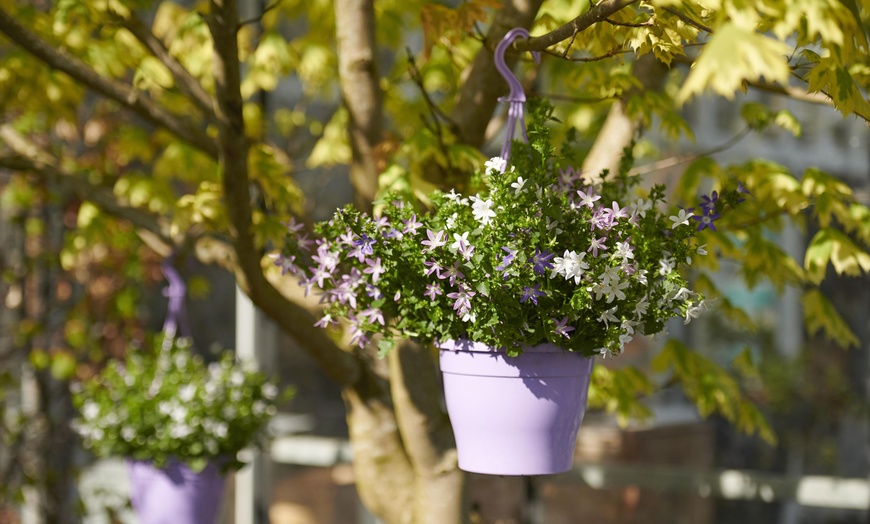 Image 7: Cesta colgante de flor de campana XL