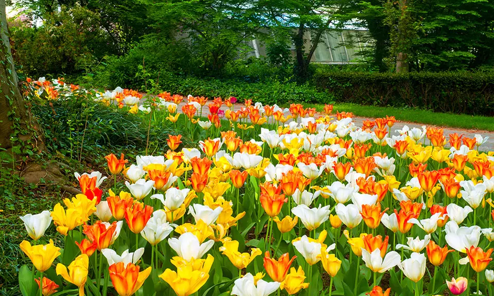 Pre-Order: Ground Cover Tulip Bulbs with Optional Planting Tool (12-, 24-, or 60-Pack) - Primary Image