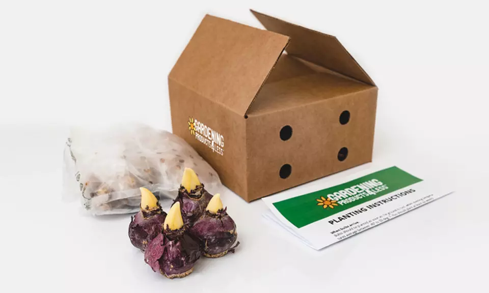 Giant Tree Flower Lily Bulbs (3-Pack)  - Second Medium