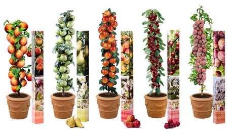 Set di 5 o 10 alberi da frutto OH2