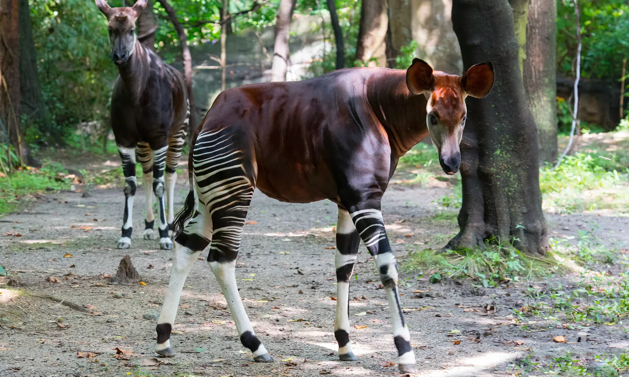Admission for One Child or Adult to Bronx Zoo