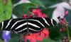 $9 for Two Admissions to Homosassa Butterfly (Up to $19 Value)